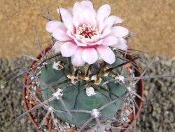 Gymnocalycium armatum, pot 10,5 cm - 12390954