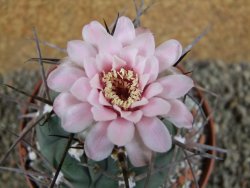 Gymnocalycium armatum, pot 10,5 cm - 12390955