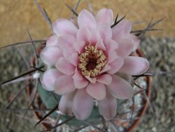 Gymnocalycium armatum, pot 10,5 cm - 12390956