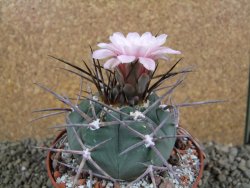 Gymnocalycium armatum, pot 10,5 cm - 12390957