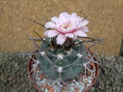 Gymnocalycium armatum, pot 10,5 cm - 12390958