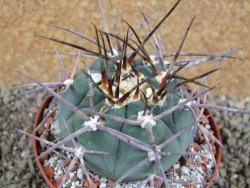 Gymnocalycium armatum, pot 10,5 cm - 12390960