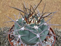 Gymnocalycium armatum, pot 10,5 cm - 12390961