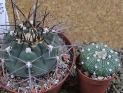 Gymnocalycium armatum, pot 10,5 cm - 12390962