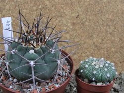 Gymnocalycium armatum, pot 10,5 cm - 12390963