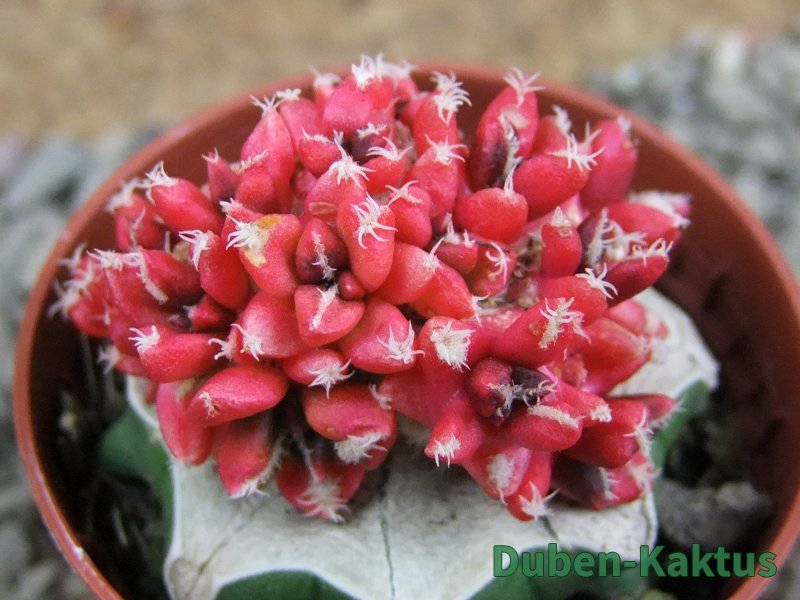 Ariocarpus X kotschoubeyanus variegata pot 5,5 cm