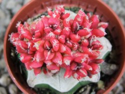 Ariocarpus X kotschoubeyanus variegata pot 5,5 cm - 12391055