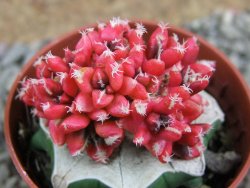 Ariocarpus X kotschoubeyanus variegata pot 5,5 cm