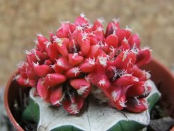 Ariocarpus X kotschoubeyanus variegata pot 5,5 cm - 12391057