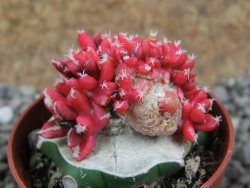 Ariocarpus X kotschoubeyanus variegata pot 5,5 cm - 12391060