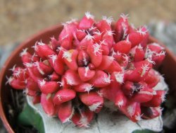 Ariocarpus X kotschoubeyanus variegata pot 5,5 cm - 12391062