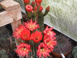 Trichocereus hybrid - 12391071
