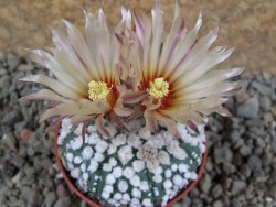 Astrophytum Hanazano Kabuto pot 5,5 cm