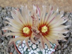 Astrophytum Hanazano Kabuto pot 5,5 cm - 12391087