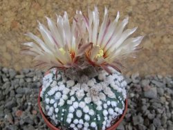 Astrophytum Hanazano Kabuto pot 5,5 cm - 12391088