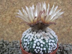 Astrophytum Hanazano Kabuto pot 5,5 cm - 12391089