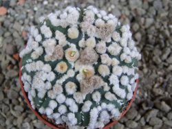 Astrophytum Hanazano Kabuto pot 5,5 cm - 12391090