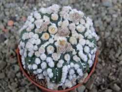 Astrophytum Hanazano Kabuto pot 5,5 cm - 12391091