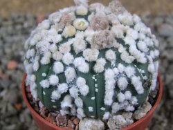 Astrophytum Hanazano Kabuto pot 5,5 cm - 12391093