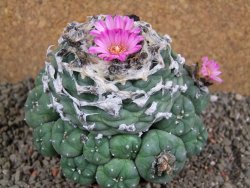 Lophophora jourdaniana XXl 13x11x V6 cm