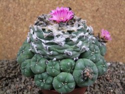 Lophophora jourdaniana XXl 13x11x V6 cm - 12391104