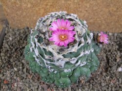 Lophophora jourdaniana XXl 13x11x V6 cm - 12391105