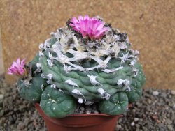 Lophophora jourdaniana XXl 13x11x V6 cm - 12391107