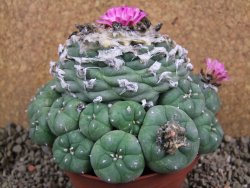 Lophophora jourdaniana XXl 13x11x V6 cm - 12391108