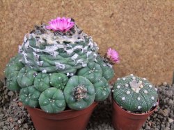 Lophophora jourdaniana XXl 13x11x V6 cm - 12391109