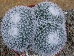 Mammillaria morganiana pot 10,5 cm