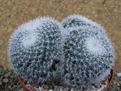 Mammillaria morganiana pot 10,5 cm - 12391112
