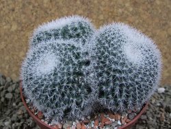 Mammillaria morganiana pot 10,5 cm - 12391113