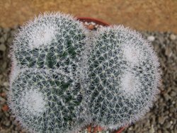 Mammillaria morganiana pot 10,5 cm - 12391114