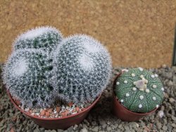 Mammillaria morganiana pot 10,5 cm - 12391115
