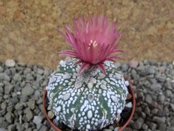 Astrophytum Super Kabuto X red flower oibo, pot 5,5 cm