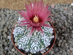 Astrophytum Super Kabuto X red flower oibo, pot 5,5 cm - 12391327