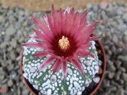 Astrophytum Super Kabuto X red flower oibo, pot 5,5 cm - 12391328