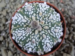 Astrophytum Super Kabuto X red flower oibo, pot 5,5 cm - 12391329