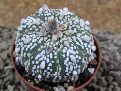 Astrophytum Super Kabuto X red flower oibo, pot 5,5 cm - 12391330