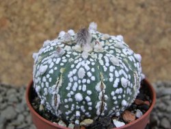 Astrophytum Super Kabuto X red flower oibo, pot 5,5 cm - 12391331