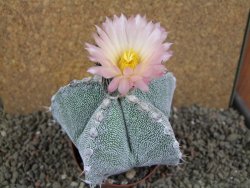 Astrophytum ornatum X Onzuko, pot 9 cm