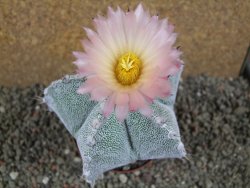 Astrophytum ornatum X Onzuko, pot 9 cm - 12391379
