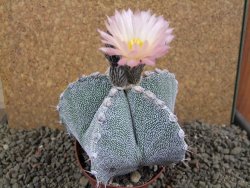 Astrophytum ornatum X Onzuko, pot 9 cm - 12391380