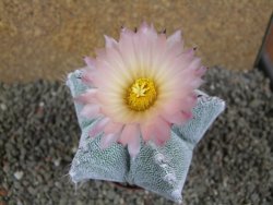 Astrophytum ornatum X Onzuko, pot 9 cm - 12391381