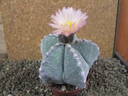 Astrophytum ornatum X Onzuko, pot 9 cm - 12391382