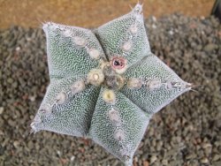 Astrophytum ornatum X Onzuko, pot 9 cm - 12391383