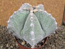 Astrophytum ornatum X Onzuko, pot 9 cm - 12391385