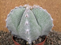Astrophytum ornatum X Onzuko, pot 9 cm - 12391387