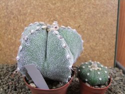 Astrophytum ornatum X Onzuko, pot 9 cm - 12391388