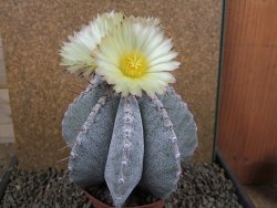 Astrophytum ornatum X Onzuko 14 x 11 cm